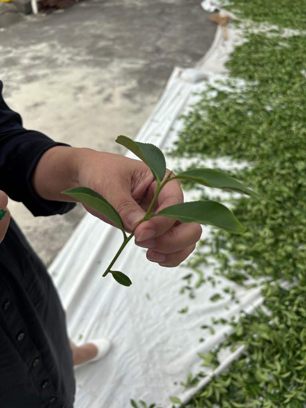 Intorduction to Leaf Styles