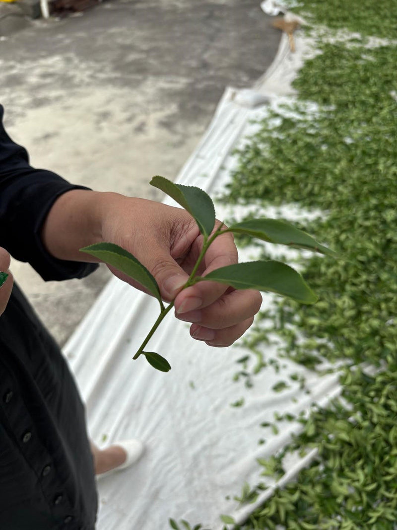 Intorduction to Leaf Styles