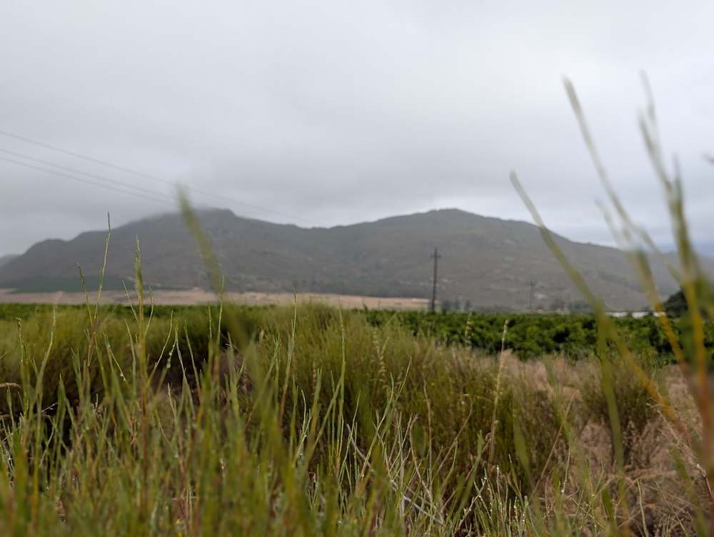 Rooibos, Redbush Tea, Red Tea
