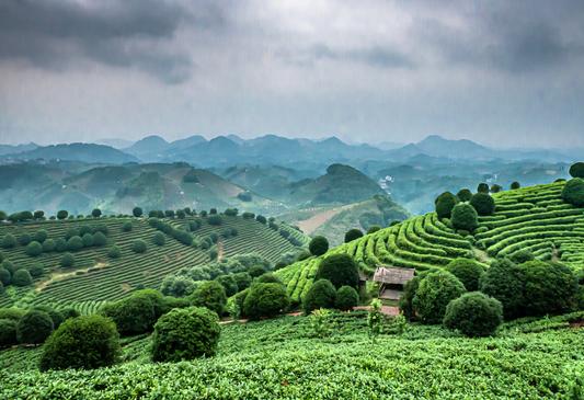 The Future of Tea