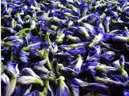 Butterfly Pea Flower 1.jfif